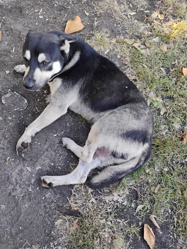 Oreo when found in the Everglades